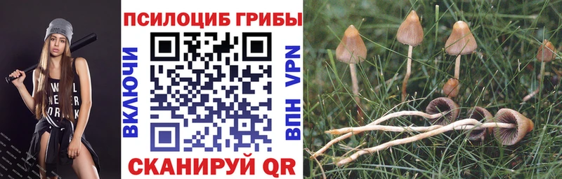 купить наркотик  Старая Русса  Галлюциногенные грибы Psilocybine cubensis 